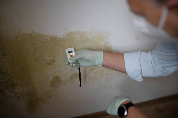 Office Mold Removal Services in Westlake Corner, VA