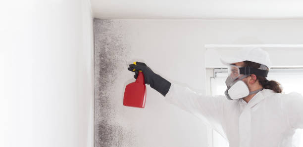 Best Mold Testing  in Westlake Corner, VA