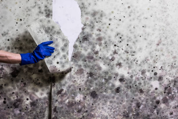 Best Mold Testing  in Westlake Corner, VA