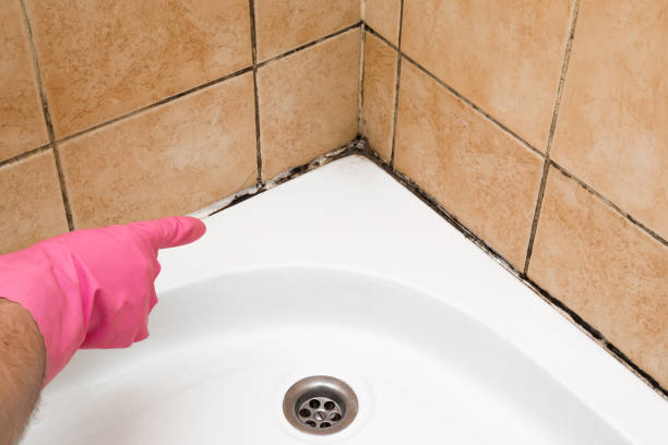 Best Same-Day Mold Removal  in Westlake Corner, VA